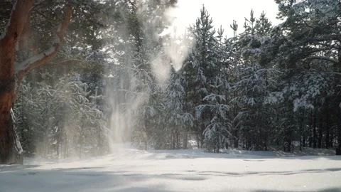 Snow is falling from the branches of trees in a pine winter forest. 4k Stock Footage 234035901