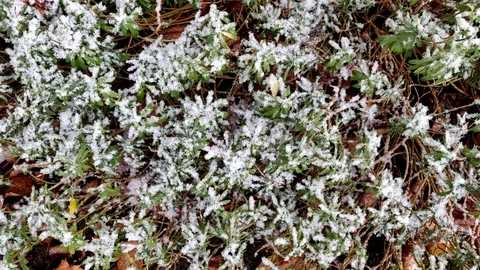 Snow Falling on Bush Close Up Stock Footage 99532883