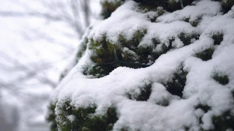 Snow falling on a bush in slow motion Stock Footage 89441760