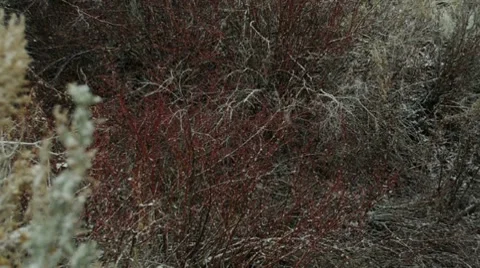 Snow Falling into Bushes 3755 Stock Footage 8680476