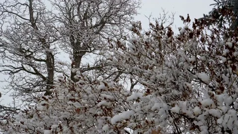 Snow falling on bushes and old leafless tree Stock-Footage 148445401