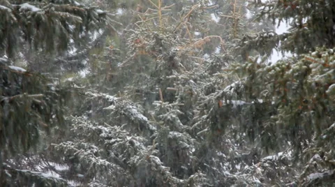 SNOW FALLING C U Video stock 2872645