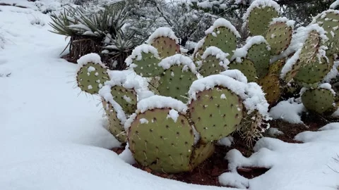 Snow falling on a cactus Stock Footage 171874625
