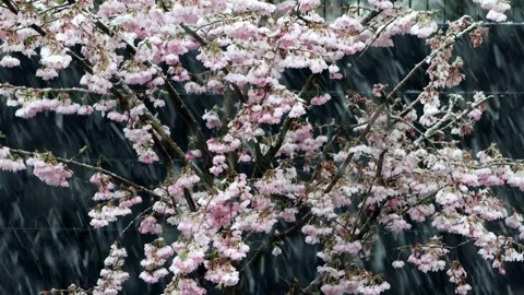 Snow falling on cherry tree blossoms, Prunus subhirtella Stock Footage 244230447