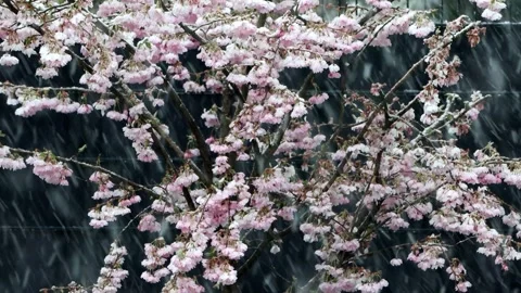Snow falling on cherry tree blossoms, Prunus subhirtella Stock Footage 244262003