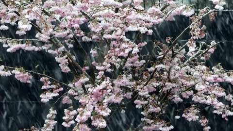 Snow falling on cherry tree blossoms, Prunus subhirtella Video stock 244294672