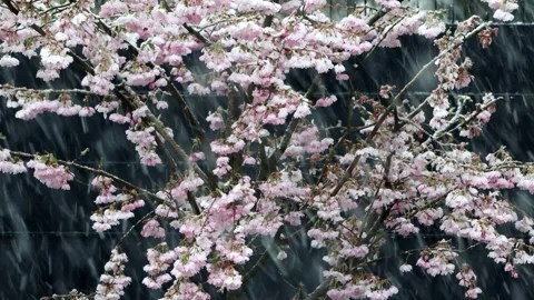 Snow falling on cherry tree blossoms, Prunus subhirtella Video stock 246270207