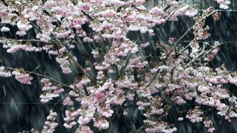 Snow falling on cherry tree blossoms, Prunus subhirtella Stock Footage 246270493