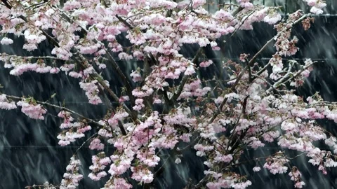 Snow falling on cherry tree blossoms, Prunus subhirtella Stock Footage 246270545