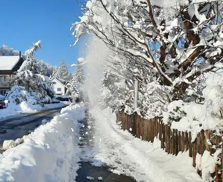 Snow falling from the cherry trees after tree branches heavy from covered snow Foto stock