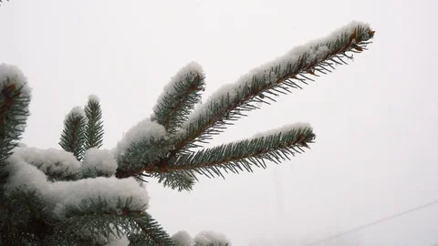 Snow falling on Christmas tree branches, winter Christmas season background  Stock Footage 100273819
