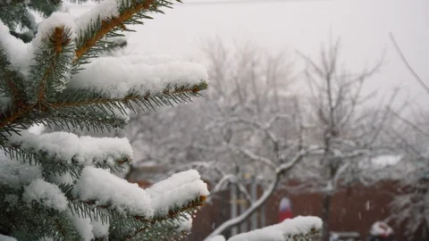 Snow falling on Christmas tree branches, winter Christmas season background  Stock Footage 100273865