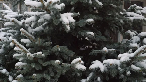 Snow falling on Christmas tree branches, winter Christmas season background  Video stock 100273921