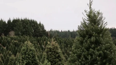 Snow falling at a Christmas tree farm in the country. Snowy scene holiday trees Stock Footage 70244977