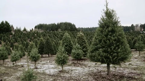 Snow falling at a Christmas tree farm in the country. Snowy scene holiday trees Stock Footage 70245293