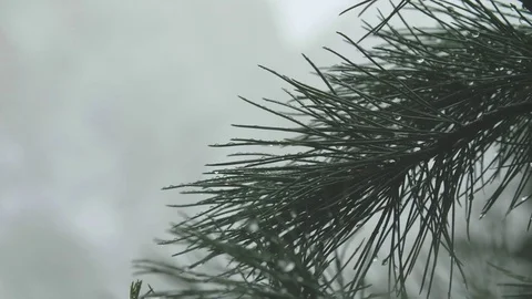 Snow falling on Christmas tree, slow motion Stock Footage 80452001