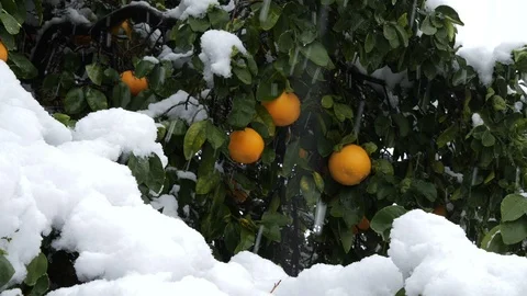 Snow falling on a citrus grapefruit tree in the southwest Stock Footage 103388911