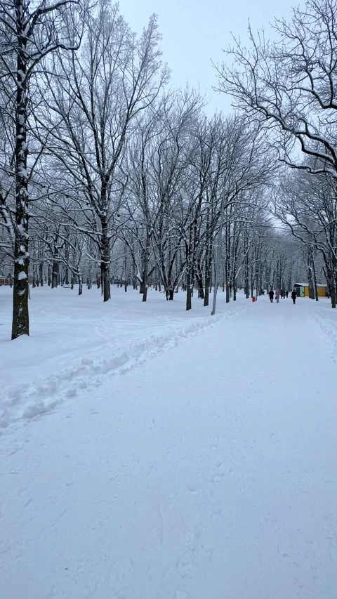 Snow falling in a city park. Concept of winter, snowfall, urban nature Stock Footage 288401497