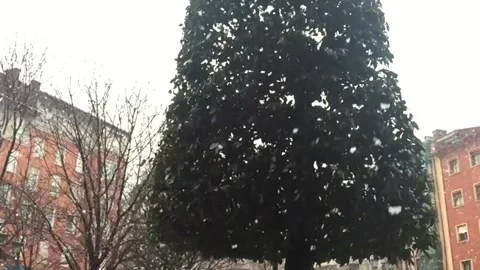 Snow falling in the city on a sidewalk tree Stock Footage 277023471