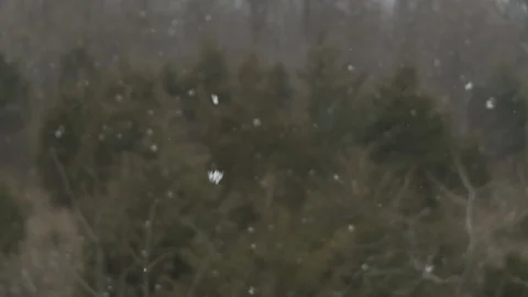 Snow Falling Close Up  Stock Footage 92541151