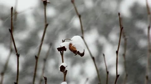 Snow falling with close up of twigs Stock Footage 11016502