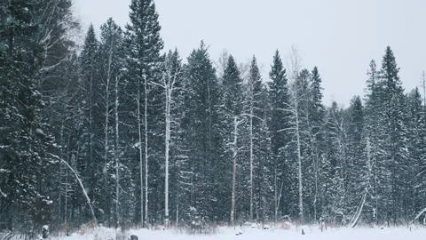 Snow falling in cold winter forest with pine trees and spruces, gray cloudy day. Stock Footage 146238610