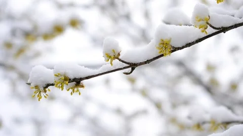 Snow falling on cornealian cherry flowers Stock Footage 66438817