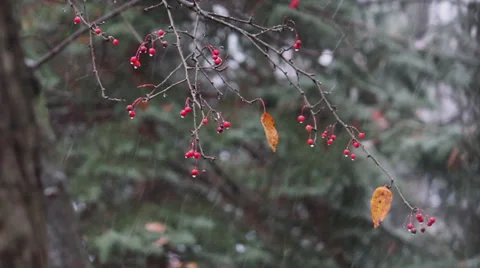 Snow falling on crabapple tree Video stock 32520110