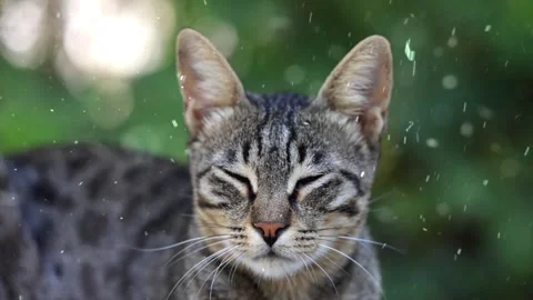 Snow Falling on Curious Cat in Natural Habitat Stock Footage 330249226