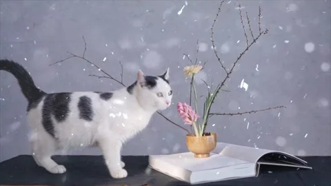 Snow Falling on Curious Cat in Natural Habitat Stock Footage 330277165