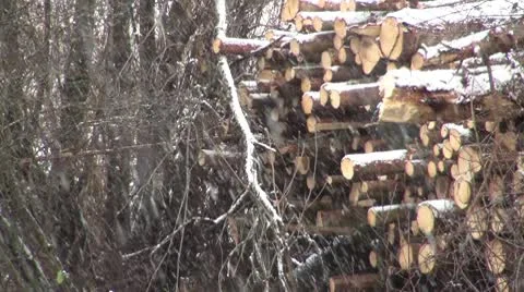Snow Falling On Cut Lumber/Woodstack Stock Footage