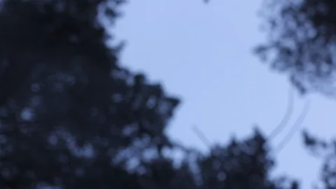 Snow falling in dark pine forest. Stock Footage 121031644