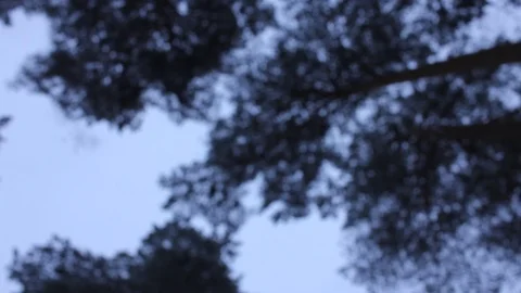 Snow falling in dark pine forest. Stock Footage 121031726