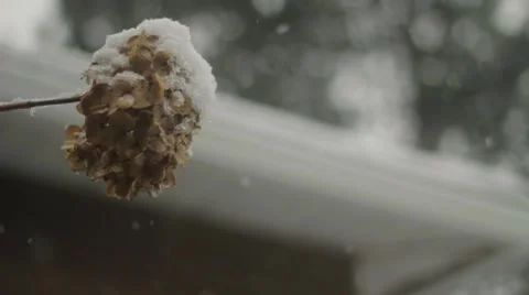 Snow falling on dead flowers Stock Footage 59111195