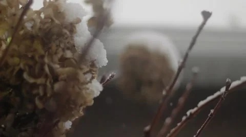 Snow falling on dead flowers Stock Footage 59111388