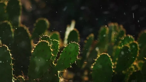 Snow Falling on Desert Cactus in Winter Landscape Stock Footage 330277724