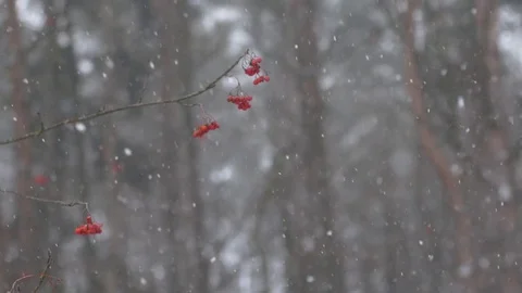 Snow falling down over the city Stock Footage 72606671