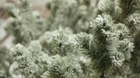 Snow falling down onto pine branches Stock Footage 35992369