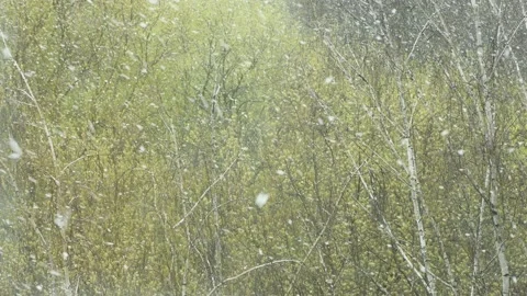 Snow falling down in real time. Focus on spring birches. Stock Footage 154370952