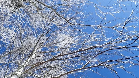 Snow falling down from snowy trees Stock Footage 88062825