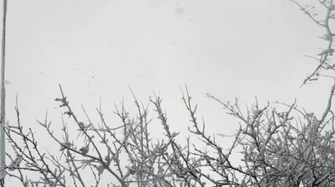 Snow Falling Down Through Tree Branches Covered In Snow, Blizzard, Background Stock Footage 45535912