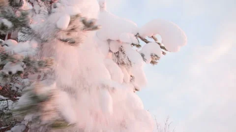 Snow falling down from a tree branch sunset lights Stock Footage 59781331