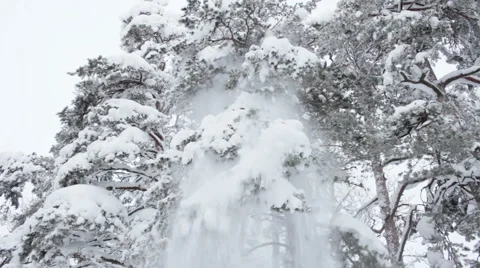 Snow falling down from a tree branch Stock Footage 59783499