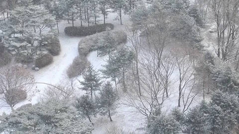 Snow falling down on trees : 1920X1080 (60fps) Stock Footage 71369694