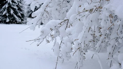 Snow falling down at the trees branches.. Winter forest landscape Stock Footage 100742801