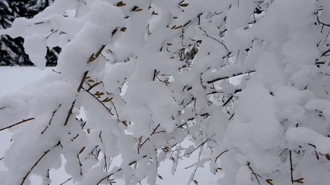 Snow falling down at the trees branches.. Winter forest landscape Stock Footage 100742803