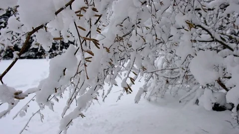 Snow falling down at the trees branches.. Winter forest landscape Stock Footage 100742807