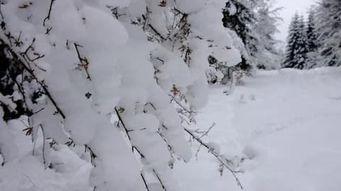 Snow falling down at the trees branches.. Winter forest landscape Stock Footage 100742809