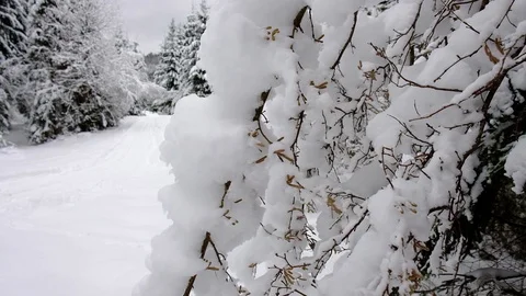 Snow falling down at the trees branches.. Winter forest landscape Stock Footage 100742811