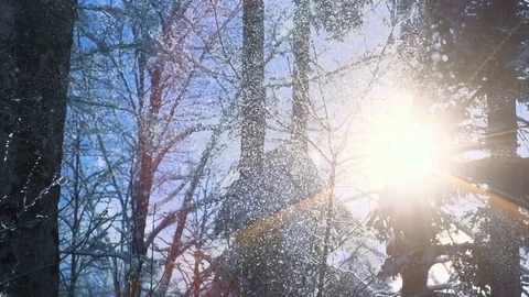 Snow falling during winter season in the forest. shot in slow motion Stock Footage 72878593